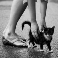 cat-in-the-rain-002