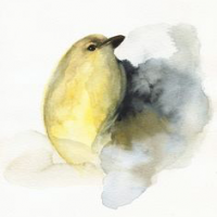 canary-002